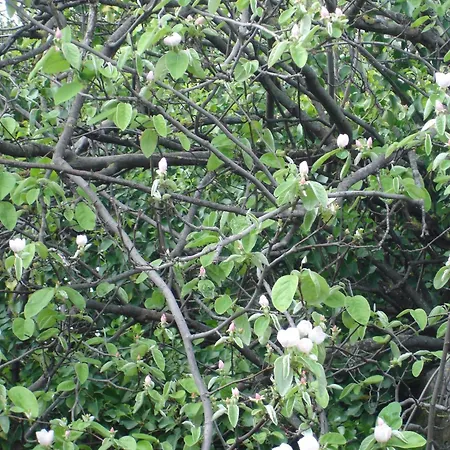 πανόραμα Naxos City